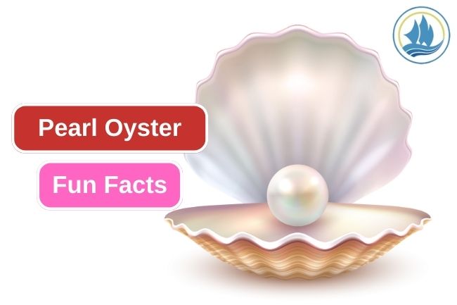Discovering the Intriguing Facts of Pearl Oyster